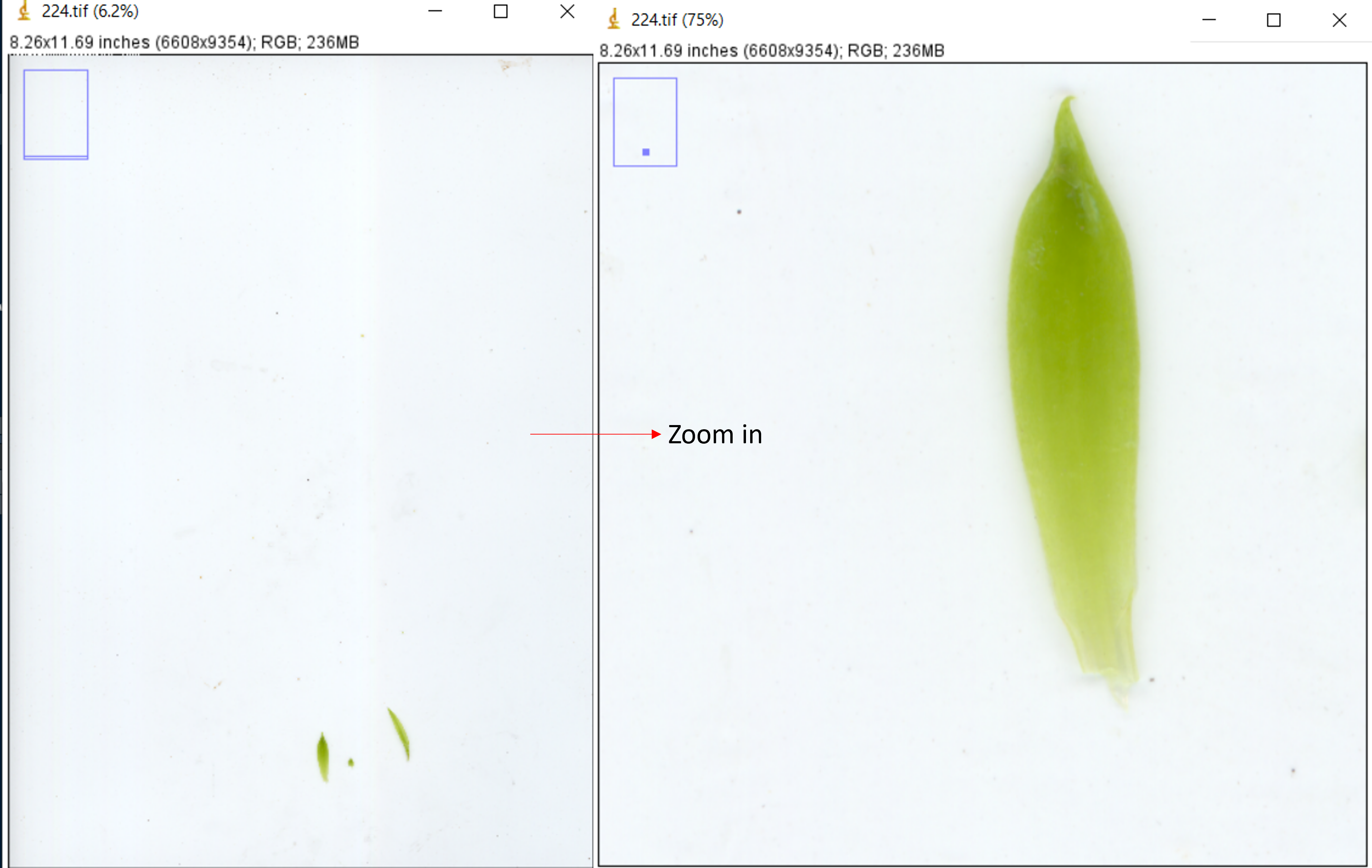 Zooming in ImageJ