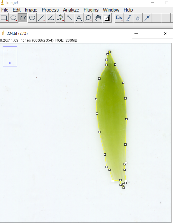 Leaf detouring in ImageJ